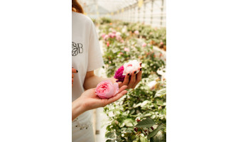 Bumbieru rozes x Vineta Radziņa Bumbieru rozes x Vineta Radziņa